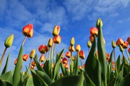 Tulpen