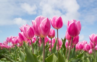 Tulpen keuring De Meerkoet