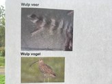 DeMeerkoetprojectvogels3