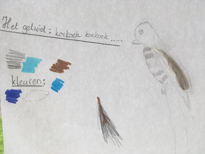 DeMeerkoetprojectvogels2