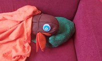 Mascotte De Meerkoet, Koet slaapt