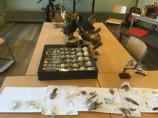BS De Meerkoet Workshop tot mini vogelaar, VWG Tringa Schagen 6